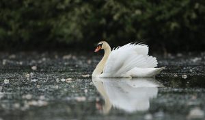 Beautiful swan on a lake. Amazing bird in the nature habitat. European wildlife, wild animals, great birds, beautiful and love. Cygnus.